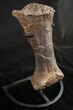 Sauropod (Diplodocus) Metatarsal - With Stand #10130-8